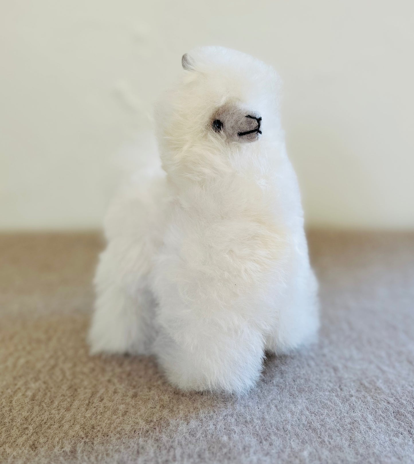 Teddy bear